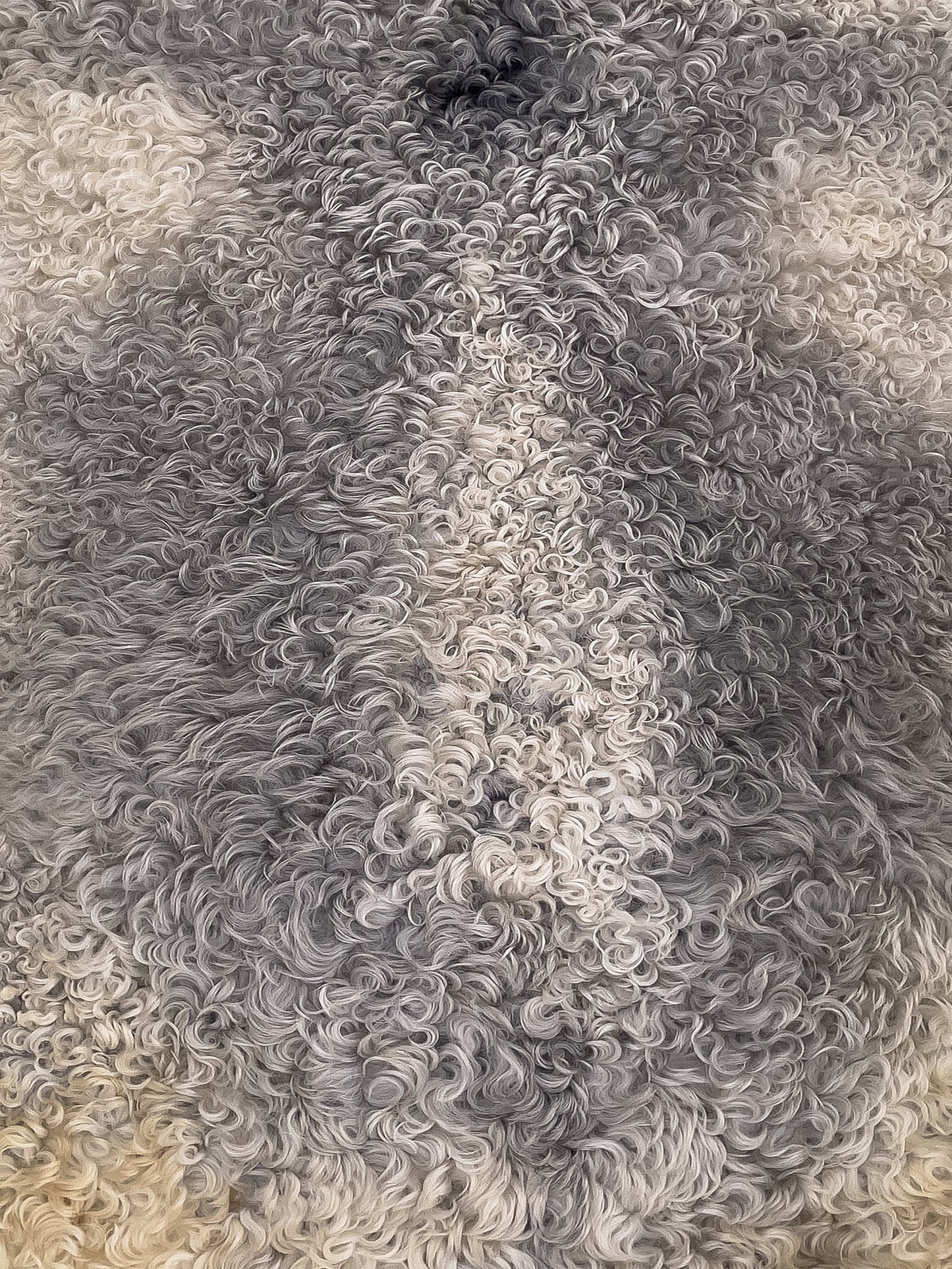 Aito kiharavillainen gotlanninlampaantalja BääBää-verkkokaupasta – harvinainen ja kaunis sisustusidea skandinaaviseen kotiin. Yksilölliset sisustustuotteet ja taljat meiltä.